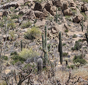 The landscape around Four Seasons hotel, Scotsdale