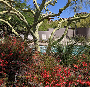 Four Seasons hotel, Scotsdale pool area