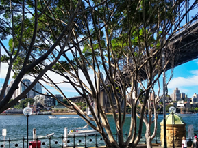 An image from our Sydney album