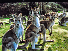 An image from our Sydney album