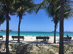 Another image of the borrachito palm image