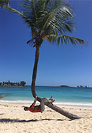 The borrachito palm image