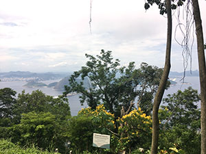 The rainforest at the top of Sugarloaf mountain.