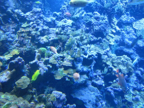 An image from Maui Ocean Center