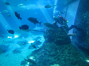 An image from Maui Ocean Center