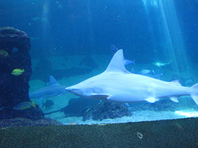 An image from Maui Ocean Center