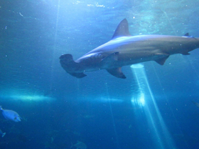 An image from Maui Ocean Center