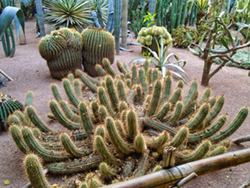 An image from the Majorelle Garden