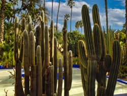 An image from the Majorelle Garden