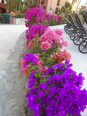 An image from our Los Cabos album