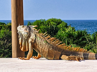 The image from our Four Seasons Punta Mita album