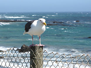 The image of seagull on the beach with seals