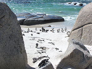 Image of pengins at the Boulders beach