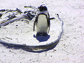 Image of pengins at the Boulders beach