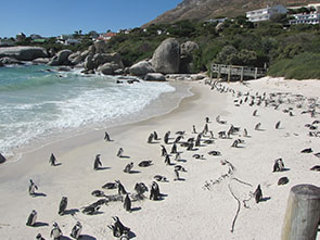 Image of pengins at the Boulders beach