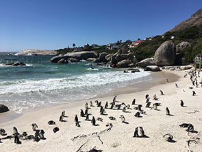 Image of pengins at the Boulders beach