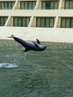 Swimming with dolphins