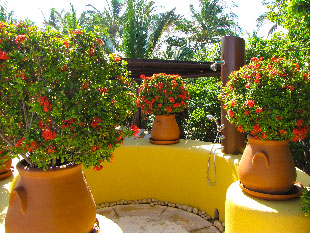 The image from our Four Seasons Punta Mita album